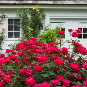 Double Red Knock Out® Rose Bush