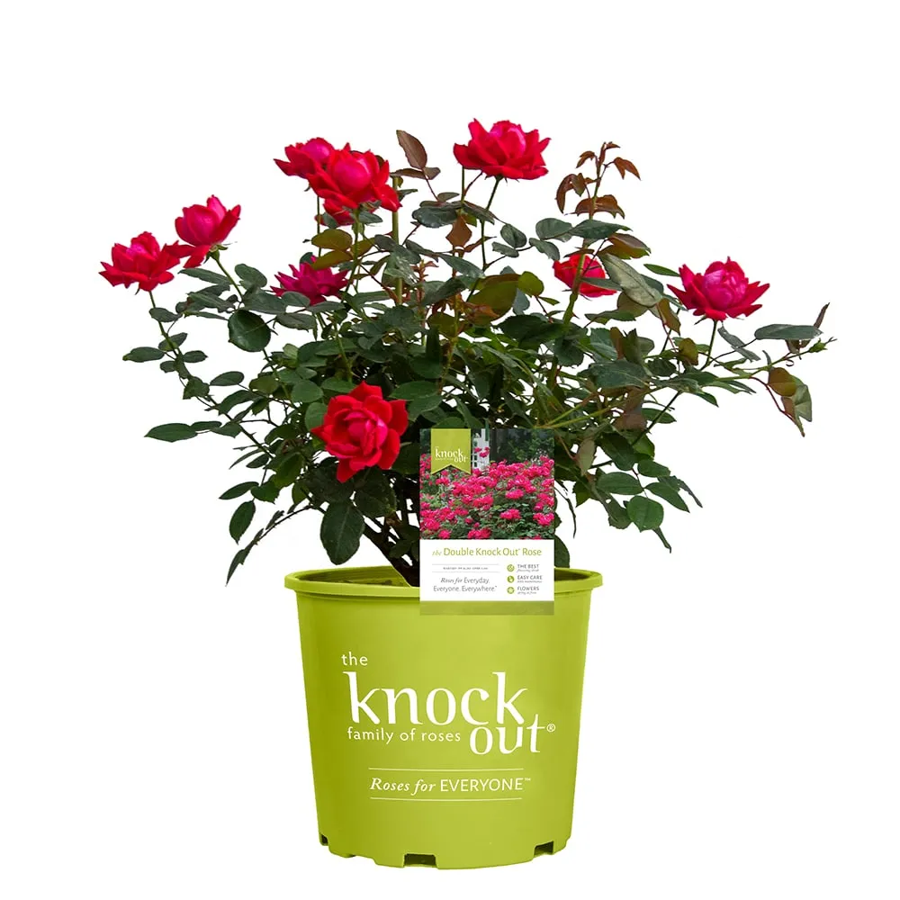 Double Red Knock Out® Rose Bush