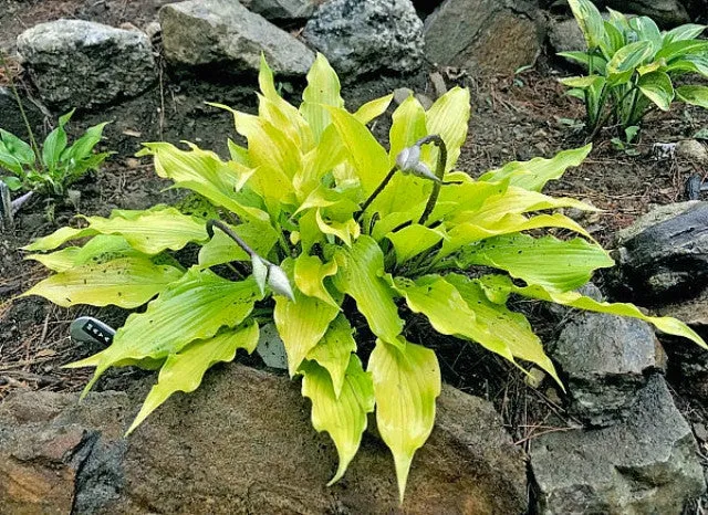 Maya Infatuation Hosta