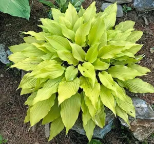 Maya Infatuation Hosta